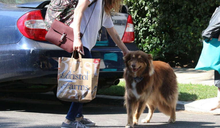 Amanda Seyfried Her Dog Finn Out Hollywood (12 photos)