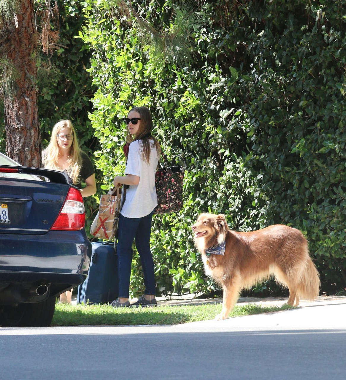 Amanda Seyfried Her Dog Finn Out Hollywood