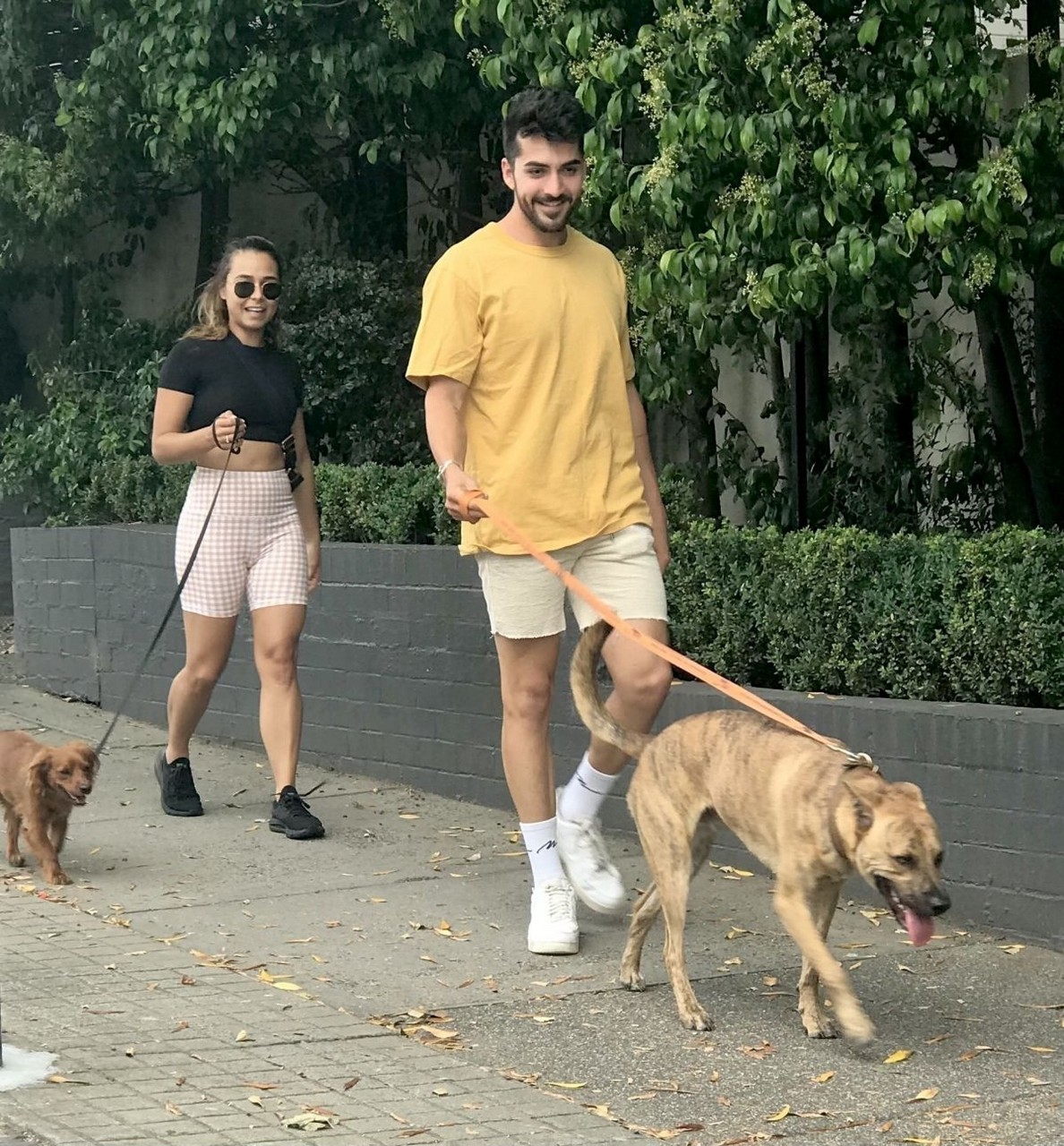 Brooke Blurton Darvid Garayeli Out With Their Dogs Melbourne