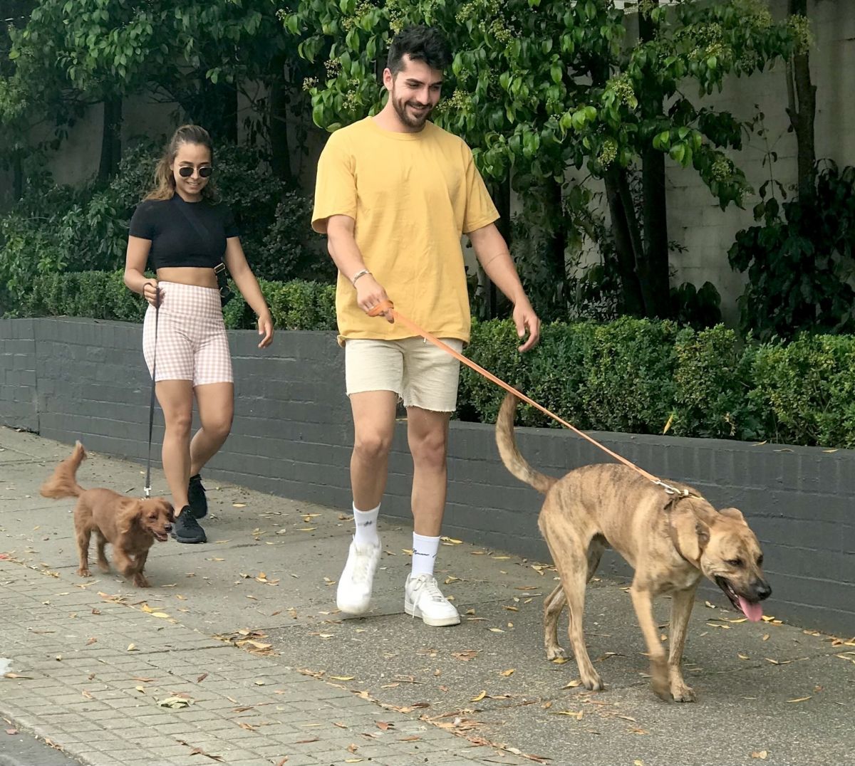Brooke Blurton Darvid Garayeli Out With Their Dogs Melbourne